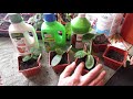 Complete Guide for Growing Cucumbers Seed Starting, Transplanting, Fertilizing, Trellsing & Pests