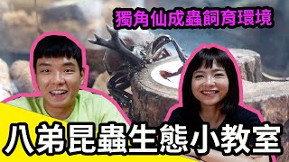 八弟昆蟲生態小教室 【獨角仙飼育環境及產房分享】