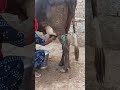 cow milking by hand cow milking vlog milking vlog village life daily routine vlog milking by hand