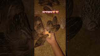 আল্লাহ বলে পৃথিবীর কোন চোখ আমাকে দেখে না কিন্তু আমি সব চোখ গুলোকে দেখি#