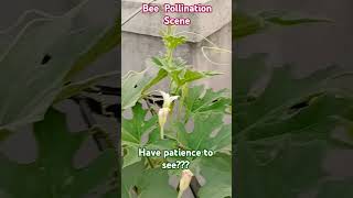 Bee pollination scene | মৌমাছি পরাগায়ন দৃশ্য |