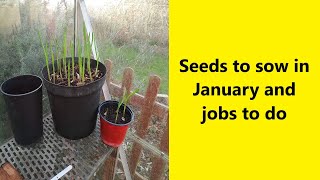 Seeds to sow in January and jobs to do - UK Allotment (Zone 8)