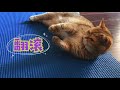 【英短猫】喵星人“amber”的卖萌日常 british shorthair cat 英国短毛猫 金渐层 宠物猫