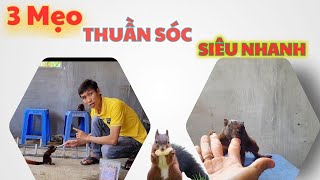 3 Mẹo Thuần Sóc Siêu Nhanh | Siêu thị Thú Cưng