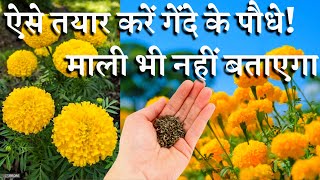 गेंदे के नए पौधे आप भी बना सकते हैं अपने घर में इस आसान तरीक़े से || Make Marigold Plants for Free