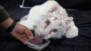 WHITE TIGER CUB FOUND IN GARBAGE OUTSIDE ATHENS ZOO!!!
