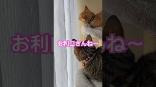 お利口さんね〜#猫のいる暮らし #猫のいる生活 #cat