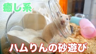 ハムりんの砂遊び【キンクマハムスター】