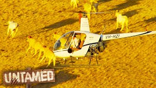 Herding 2200 Cows With Helicopters 😲 Keeping Up With The Joneses | Untamed