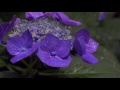 久米寺の紫陽花（奈良県橿原市　kumedera temple kashihara city nara japan）