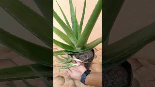 एलोवेरा के पौधे में फूल कब आता है🤔 | Aloe vera Flower #shorts #aloeveraflower