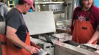 Collecting salmon eggs at Kitoi Hatchery on Afognak Island Alaska