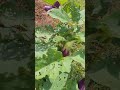 eggplant organic farming shorts