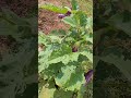 eggplant organic farming shorts