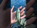 a baby bass escaped #fishing #time #love #shots #pez #river #funny #viral #video #tiktok