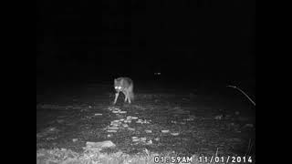 Coyote horror story from reddit