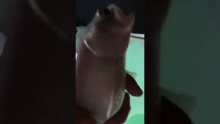 Burping Fish