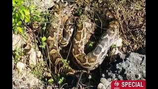 मध्य प्रदेश के अनूठे सर्पलोक (Snake World of MP) में इंसानी दखल ETV Bharat Madhya Pradesh