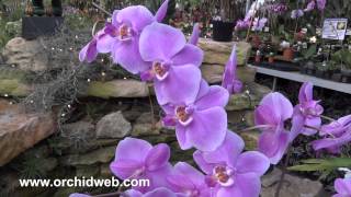 OrchidWeb - Phal. schilleriana (2N)