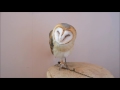 owl café harajuku ふくろうカフェ 「 ふくろうの里」 原宿