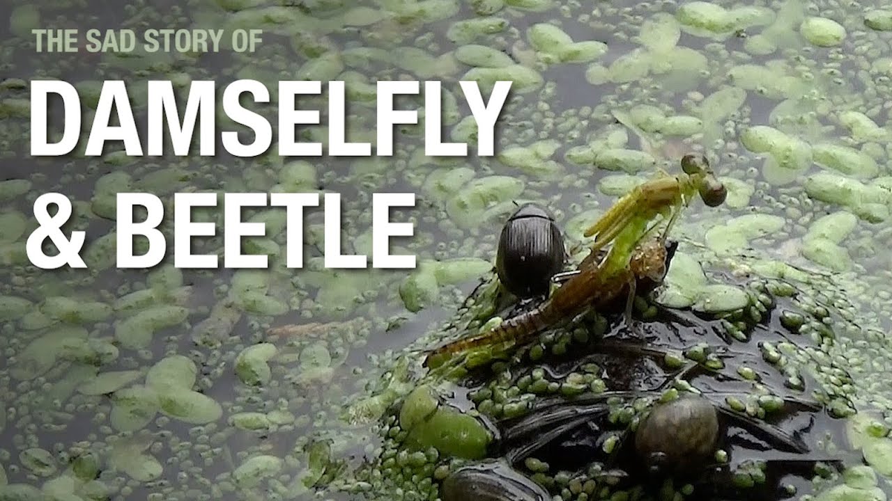 Damselfly and Beetle