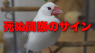 【最期の瞬間】文鳥が死ぬ間際に見せる行動