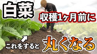 【白菜】収穫1ヶ月前目安に絶対コレをして！丸くするために変わった追肥の方法を紹介。