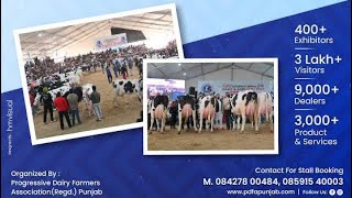 ਮੱਝਾਂ ਗਾਵਾਂ ਨੂੰ ਮੇਲਾ ਚੈਂਪੀਅਨ ਕਿਵੇਂ ਬਣਾਈਏ?Mela championship Tips for cows and Buffaloes!