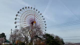 2021年4月12日 上越市中郷区松ヶ峯の桜 妙高サンシャインランド