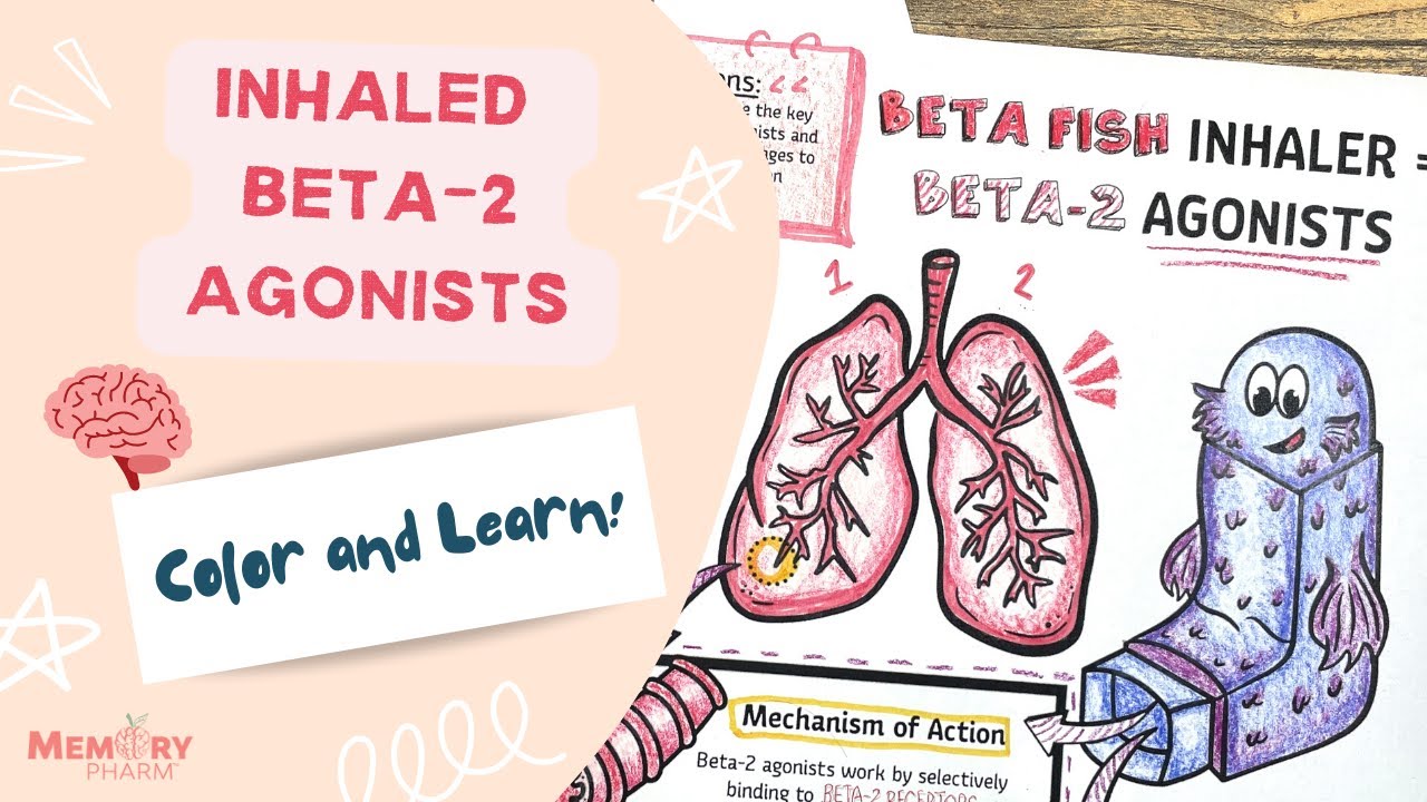 Inhaled Beta-2 Agonists For Visual Learners - Memory Tips, Mechanism Of ...