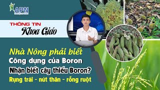 APN - NHÀ NÔNG PHẢI BIẾT CÁCH DÙNG PHÂN BORON | BIỂU HIỆN THIẾU? THỜI ĐIỂM BỔ SUNG?