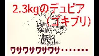 【超閲覧注意】【ゴキブリ2.3kg】【変わり者さんいらっしゃい】デュビア冷凍します