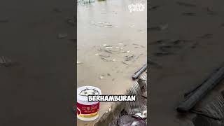 Ikan Berhamburan Karena Air Sungai Meluap #shorts