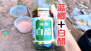 蓝鲫加白醋水下测试效果，能暴富吗？爆护饵料 水下测试饵料 饵料测试 野钓测试 诱鱼剂