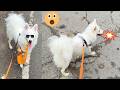 Indian spitz dog vlog | Japanese spitz dog | Indian spitz dog puppy | 😱😱 daily vlogs