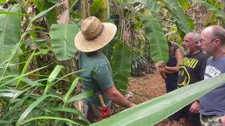 The Gateway Banana Variety Namwah, easy to grow. Tall or Dwarf