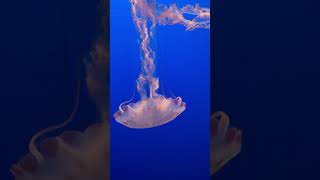 Jellyfish at the Monterey Bay Aquarium