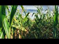 Standing in a cornfield as the wind blows | Ambient Noise