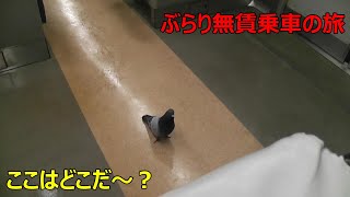 鳩が電車に乗るとこうなりますｗｗｗｗｗｗｗ