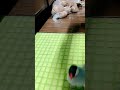 飼い主の手に飛び込んでくる甘えん坊な文鳥java saprrow