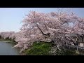 秋田市楢山 愛宕下 あたごした 橋から 太平川沿いの桜を観る