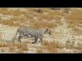 a huge persian leopard caught on camera