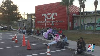 Dachshund Dash: Adoption surge raises concerns after shelter, rescue differ on numbers