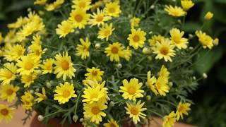 Golden Butterfly Argyranthemum