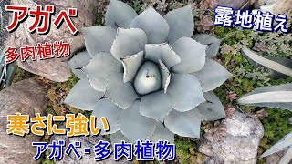 【アガベ】露地植えのアガベ。寒さに強い種類のアガベや多肉植物をご紹介。ドライガーデンにもオススメ【Agave】【多肉植物】【園芸】