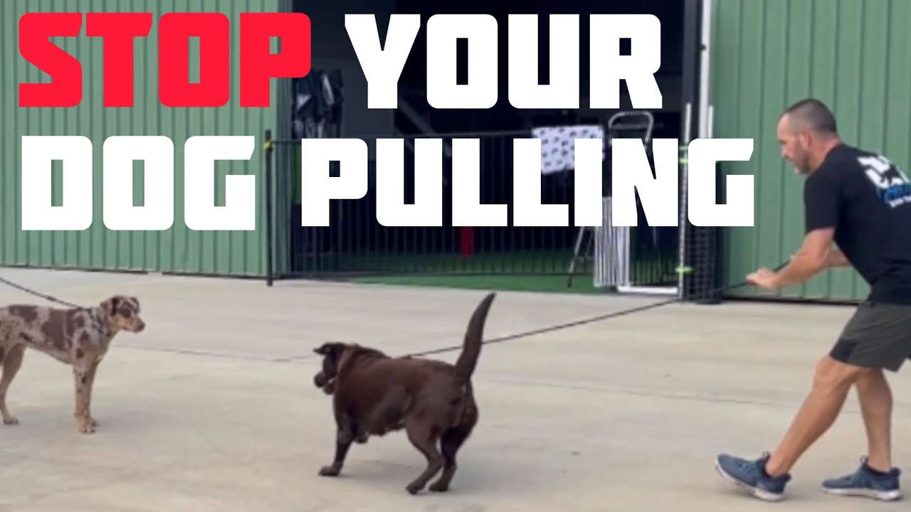 STOP Your Dog Pulling! #dog #dogs - YouTube