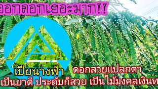 #เกล็ดมังกร เปียนางฟ้า ดอกออกเป็นต้น