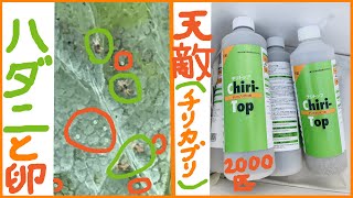 【天敵は有効？】いちごの害虫”ハダニ”の生態と対処法(*‘∀‘)