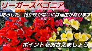 リーガース・ベコニア　　非常に開花期の長い華やかな花。次々に咲かないという人は、ポイントをおさえて管理しましょう！管理次第で何年も楽しめます