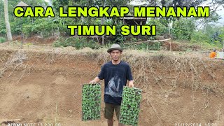 cara lengkap menanam timun suri